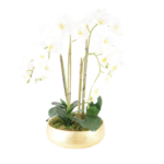 Orquídea Phalaenopsis Branca em Vaso Dourado