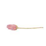 Botões de Rosas, Peónias e Flores Clássicas Solitárias