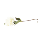 Botões de Rosas, Peónias e Flores Clássicas Solitárias