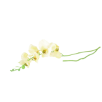 Ramos Silvestres, Espigas e Flores de Campo (Rustic & Field Flowers)