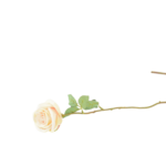 Botões de Rosas, Peónias e Flores Clássicas Solitárias