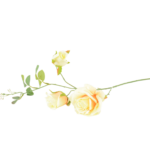 Botões de Rosas, Peónias e Flores Clássicas Solitárias