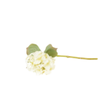 Ramos Silvestres, Espigas e Flores de Campo (Rustic & Field Flowers)