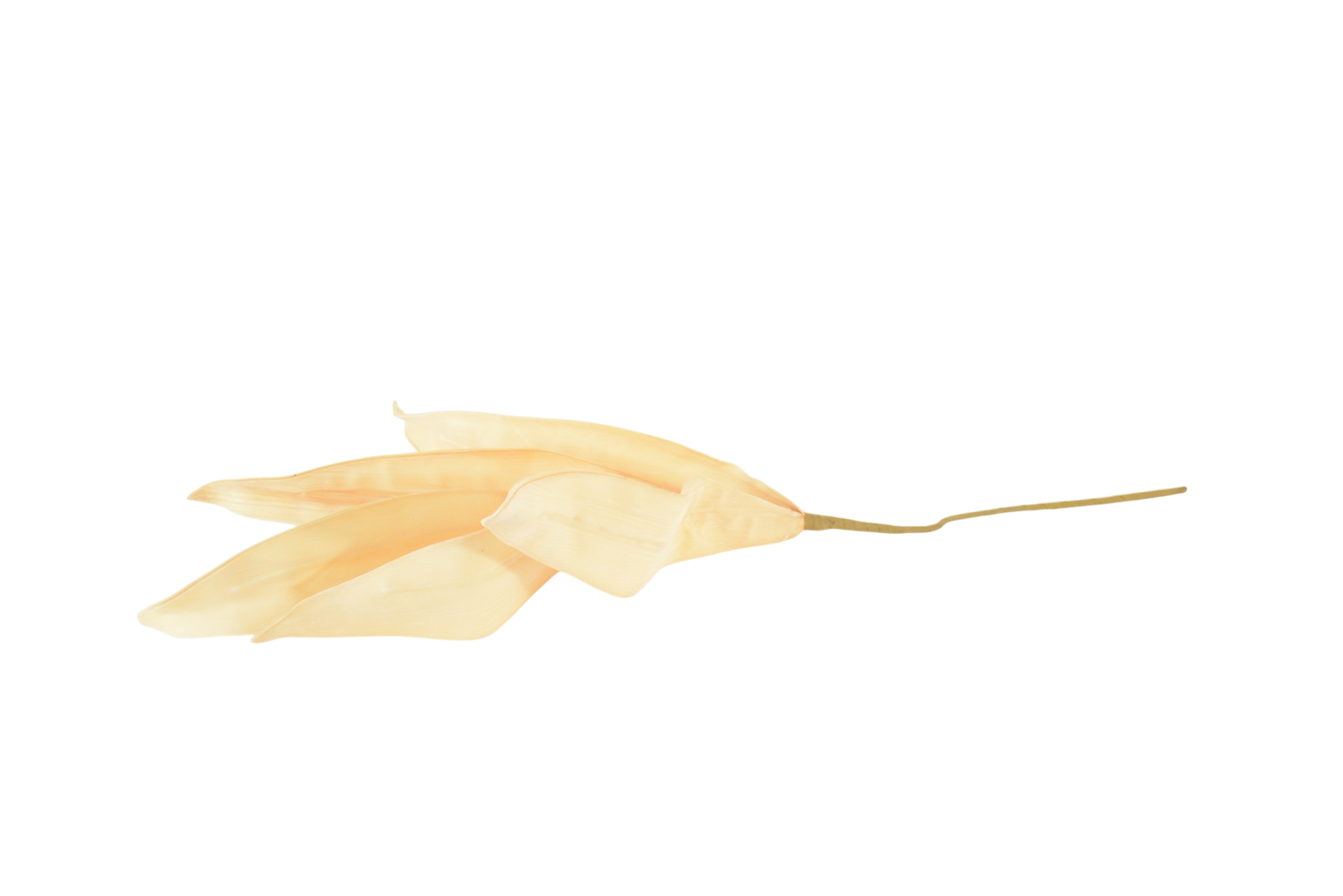434 Hastes de Pampas Grass e Plumas Secas (Boho Chic) - Image 1