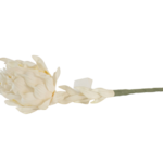 Ramos Silvestres, Espigas e Flores de Campo (Rustic & Field Flowers)