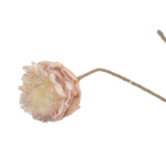 Botões de Rosas, Peónias e Flores Clássicas Solitárias