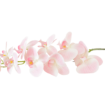 Hastes de Orquídeas Artificiais Premium (Luxury Florals)