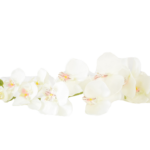 Hastes de Orquídeas Artificiais Premium (Luxury Florals)