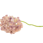 Flores de Globo e Hortênsias Volumosas (Statement Blooms)