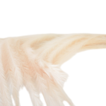 Hastes de Pampas Grass e Plumas Secas (Boho Chic)
