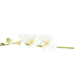 Hastes de Orquídeas Artificiais Premium (Luxury Florals)