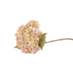 Flores de Globo e Hortênsias Volumosas (Statement Blooms)