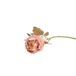 Botões de Rosas, Peónias e Flores Clássicas Solitárias