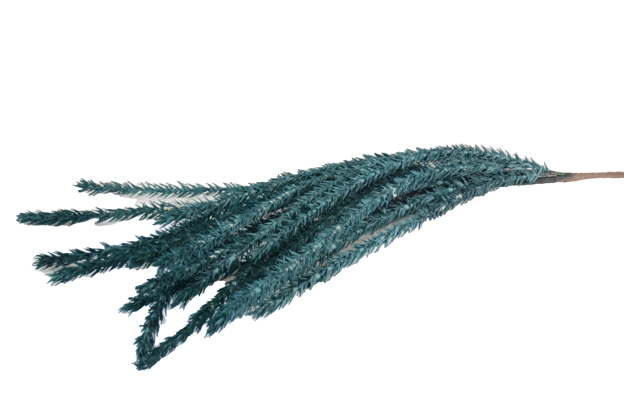 484 Hastes de Pampas Grass e Plumas Secas (Boho Chic) - Image 1