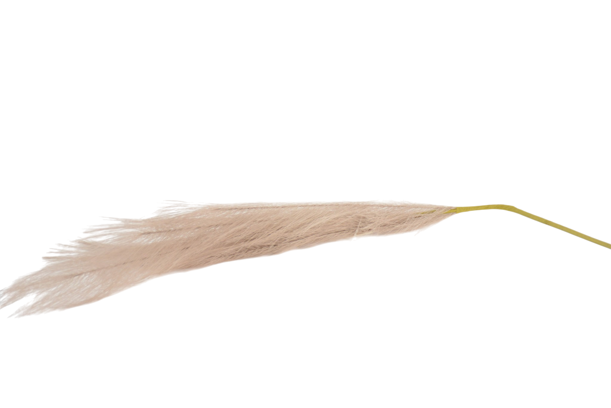 489 Hastes de Pampas Grass e Plumas Secas (Boho Chic) - Image 1