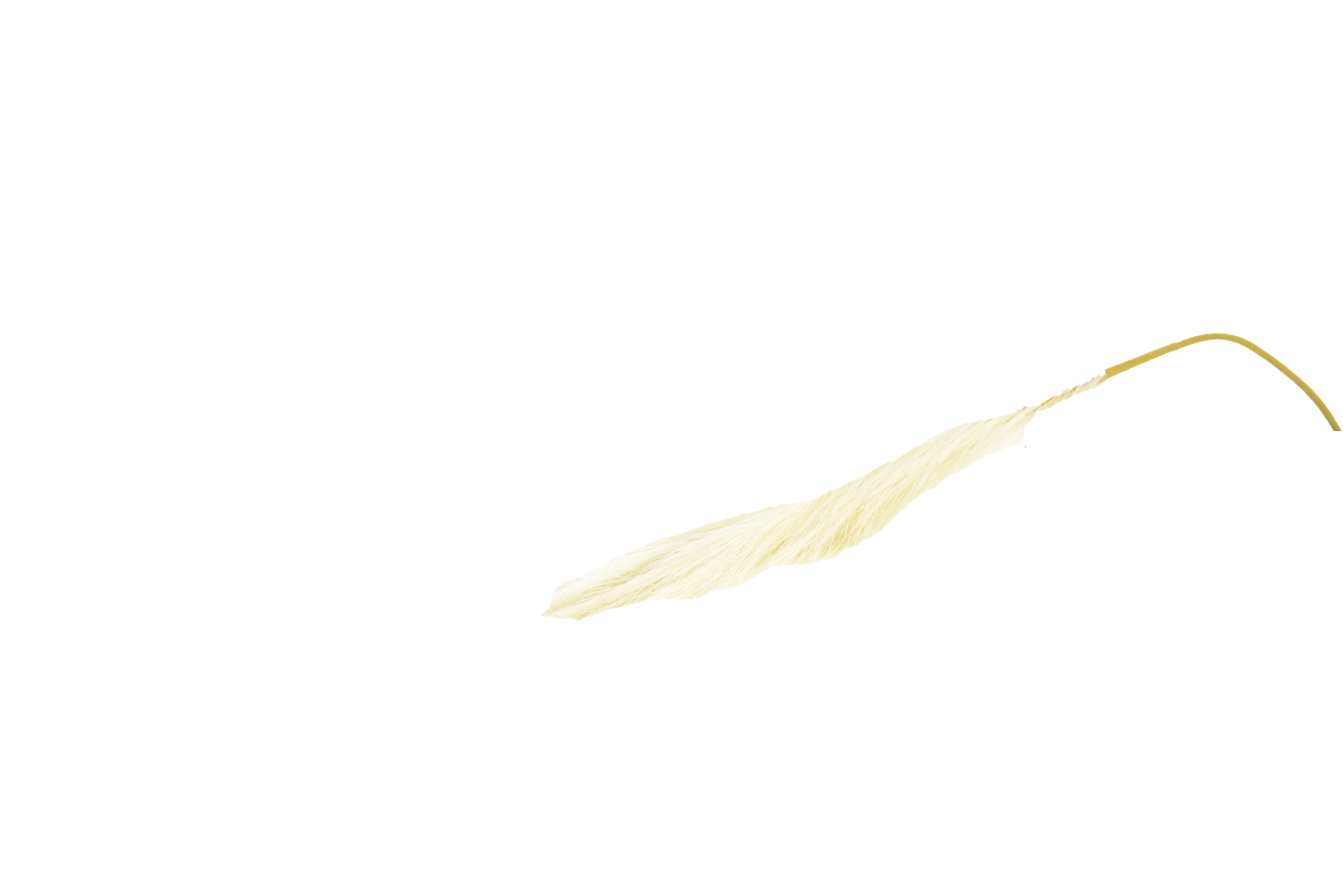 491 Hastes de Pampas Grass e Plumas Secas (Boho Chic) - Image 1