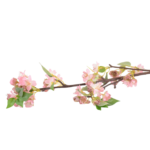Ramos Silvestres, Espigas e Flores de Campo (Rustic & Field Flowers)