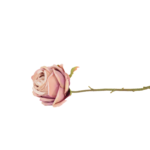 Botões de Rosas, Peónias e Flores Clássicas Solitárias