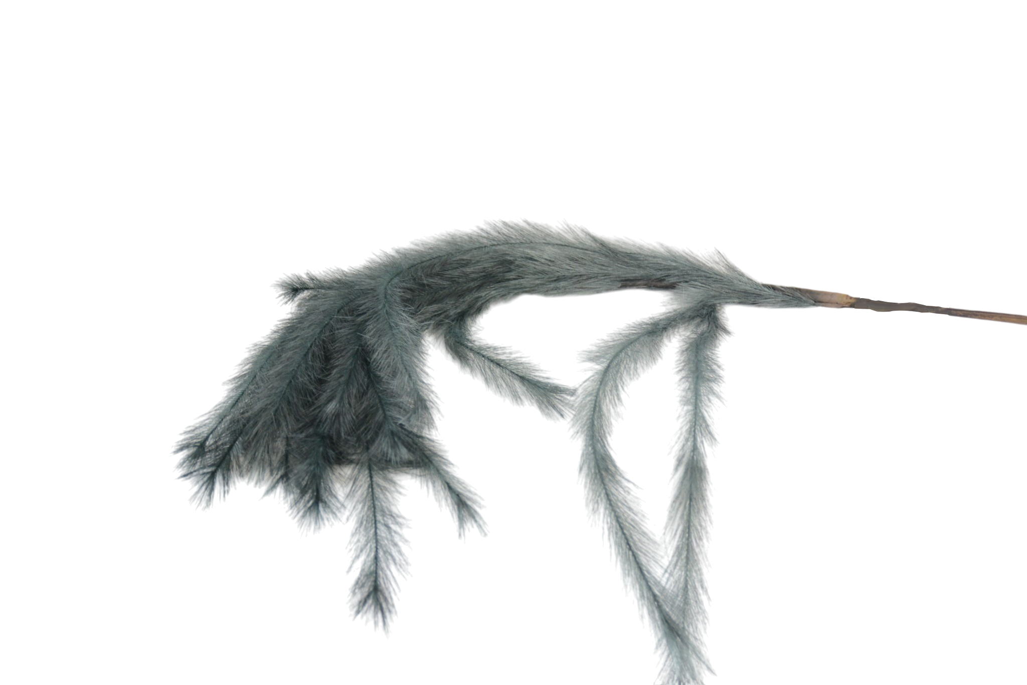 510 Hastes de Pampas Grass e Plumas Secas (Boho Chic) - Image 1