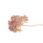 Ramos Silvestres, Espigas e Flores de Campo (Rustic & Field Flowers)