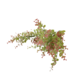 Ramos Silvestres, Espigas e Flores de Campo (Rustic & Field Flowers)