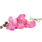 Hastes de Orquídeas Artificiais Premium (Luxury Florals)