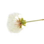Ramos Silvestres, Espigas e Flores de Campo (Rustic & Field Flowers)