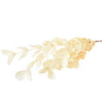 Ramos Silvestres, Espigas e Flores de Campo (Rustic & Field Flowers)