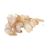 Ramos Silvestres, Espigas e Flores de Campo (Rustic & Field Flowers)