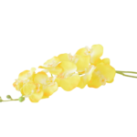 Hastes de Orquídeas Artificiais Premium (Luxury Florals)