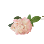 Botões de Rosas, Peónias e Flores Clássicas Solitárias