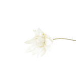 Ramos Silvestres, Espigas e Flores de Campo (Rustic & Field Flowers)
