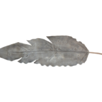 Hastes de Pampas Grass e Plumas Secas (Boho Chic)