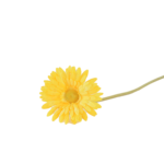 Ramos Silvestres, Espigas e Flores de Campo (Rustic & Field Flowers)