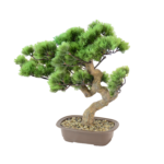 Mini Bonsai Tradicional
