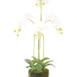 Orquídea Phalaenopsis em Vaso de Musgo