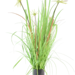 Capim Silvestre com Flores de Algodão