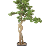 Árvore Bonsai Gigante Sinuosa