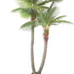 Palmeira Tropical de Tronco Duplo