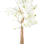Árvore de Cerejeira Branca em Flor