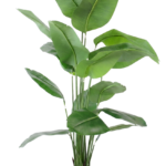 Strelitzia / Bananeira Deep Green