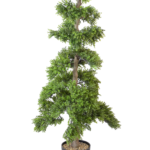 Pinheiro Topiaria em Espiral