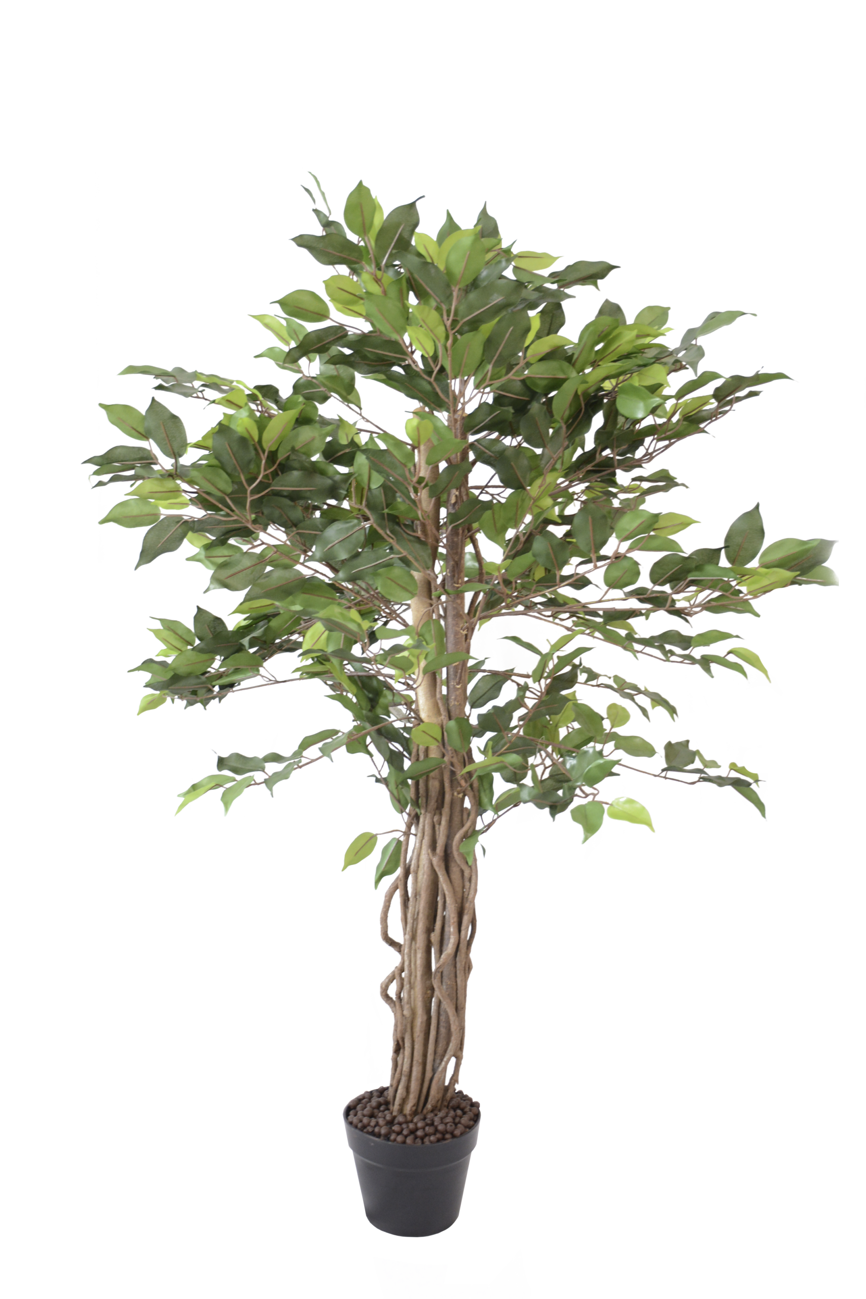 580 Ficus de Tronco Trançado Rústico - Image 1