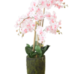 Orquídea Phalaenopsis Rosa em Vaso de Musgo