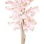 Árvore de Cerejeira Japonesa Rosa (Sakura)