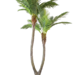 Palmeira Exótica de Tronco Duplo Elegante
