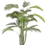 Palmeira Areca Imperial