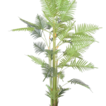 Palmeira Kentia Elegance