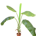 Mini Bananeira Tropical em Vaso de Terracota