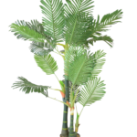 Palmeira Areca de Tronco Robusto
